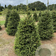 Picea abies 100-125 cm draadkluit