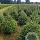 Picea abies 100-125 cm met kluit