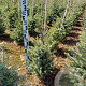 Picea omorika 60-80 cm met kluit
