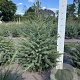 Picea omorika 80-100 cm met kluit