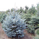Picea pungens glauca 30-50 cm wortelgoed 2/2