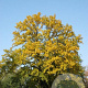 Quercus cerris 100-125 cm wortelgoed 1/2