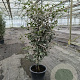 Quercus ilex 100-125 cm 20L