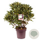 Rhododendron 'Cunningham's White' 60-80 cm 13L