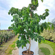 Robinia ps. Twisty Baby 350-400 cm cont. 110L meerstammig