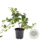 Rubus tricolor GM C1.3
