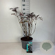 Sambucus nigra Black Lace 50-60 cm 10L