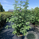 Sorbus aucuparia 175-200 cm 20L