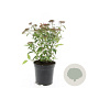 Spiraea jap. 'Anthony Waterer' GM C1.3