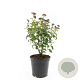 Spiraea jap. 'Crispa' GM C1.3