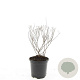 Spiraea jap. 'Crispa' GM C1.3