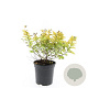 Spiraea jap. 'Golden Princess' GM C1.3