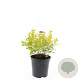 Spiraea jap. 'Golden Princess' GM C1.3