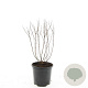 Spiraea jap. 'Manon' GM C1.3