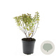Spiraea jap. 'Manon' GM C1.3