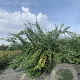Spiraea nipponica 125-150 cm 20L