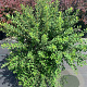 Spiraea nipp. 'Snowmound' 100-125 cm 12L