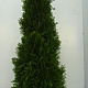 Thuja occ. 'Smaragd' 175-200 cm 20L