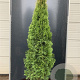 Thuja occ. 'Smaragd' 200-225 cm 20L