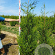 Thuja pl. 'Atrovirens' 225-250 cm met kluit