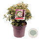 Viburnum tinus 40-50 cm 13L