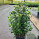 Viburnum tinus 80-100 cm 20L
