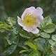 Rosa corymbifera 60-80 cm wortelgoed 1/1 2-3 tak