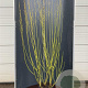 Cornus sericea 'Flaviramea' 200-225 cm 20L