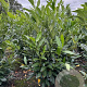 Prunus l. 'Herbergii' 60-80 cm met kluit