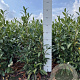 Prunus l. 'Herbergii' 60-80 cm met kluit