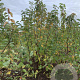 Prunus padus 200-250 cm met kluit solitair