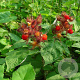 Rubus phoenicolasius 175-200 cm 20L 3 stok