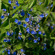 Anchusa officinalis GM P9