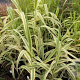 Arundo donax 'Aureovariegata' GM c20