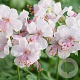 Geranium cant. 'Biokovo' Covergreen cassette 4.5 per m2 38x58