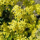 Isatis tinctoria GM P9