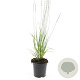Molinia caerulea 'Heidebraut' GM C1.3