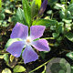 Vinca major P9