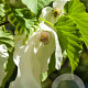 Davidia involucrata 'Sonoma' 200-250 cm cont. 180L