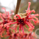 Hamamelis intermedia 'Anne' 100-125 cm 20L