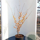 Hamamelis intermedia 'Aurora' 100-125 cm 20L