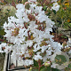 Lagerstroemia indica 'Neige d'Été' 125-150 cm 20L