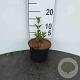 Ligustrum vulgare 'Lodense' 60-80 cm wortelgoed 0/1/2 2-3 tak