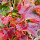 Parthenocissus tricuspidata 'Veitch. Robusta' 200-250 cm 30L 3 stok