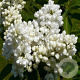 Syringa vulgaris 'Souv. d'Alice Harding' 125-150 cm 50L