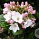 Viburnum burkwoodii 'Anne Russel' 80-100 cm 20L