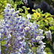 Wisteria floribunda 'Macrobotrys' 250-300 cm 20L 1 stok