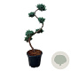 Juniperus chin. 'Blue Alps' 80 cm 15L bonsai