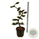 Juniperus pfitzeriana 125 cm cont. 55L bonsai