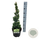 Juniperus squamata 'Holger' 40-50 cm 5,0L
